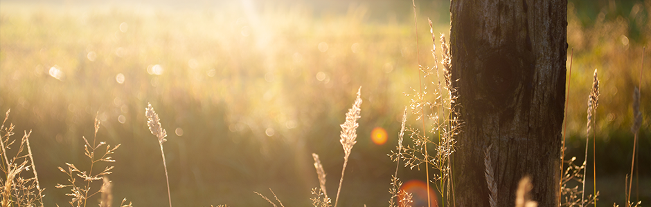 banner-sun.png